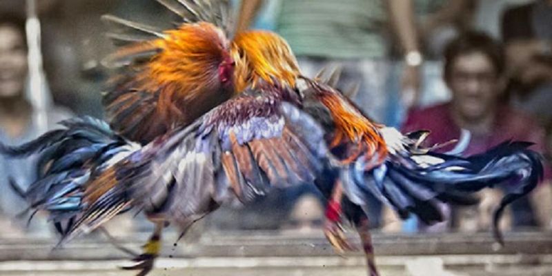 Giới thiệu về đá gà ăn tiền tại 88GOALS