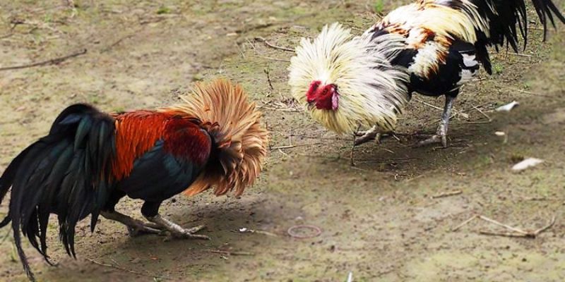 Lời khuyên cách chọn gà chọi đá hay