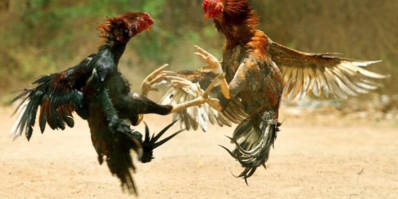 Tại sao việc chọn gà chọi đá hay lại quan trọng